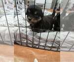 Small #2 German Shepherd Dog Mix