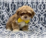 Small Photo #8 Lhasa Apso Puppy For Sale in LAKELAND, FL, USA