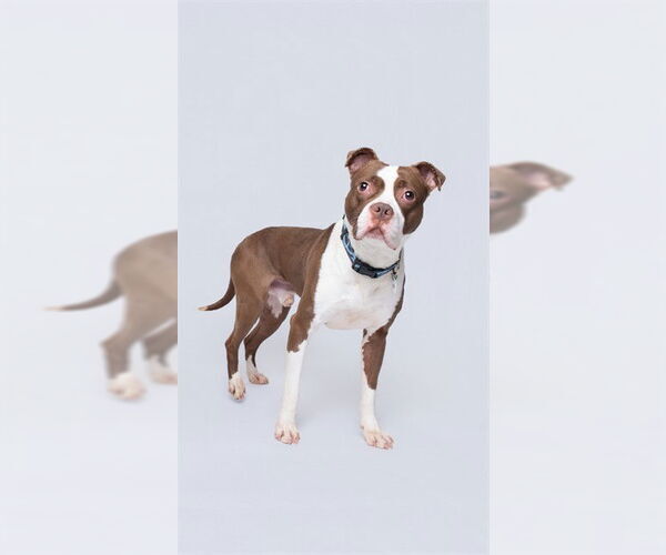 Medium Photo #1 Boxer Puppy For Sale in Forestville, MD, USA