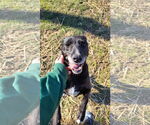 Small #15 Labrador Retriever Mix