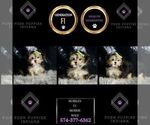 Small Photo #91 Morkie Puppy For Sale in WARSAW, IN, USA