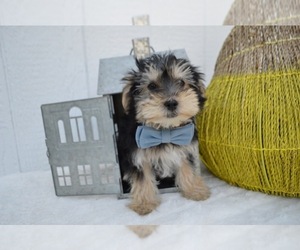 Morkie Puppy for sale in HONEY BROOK, PA, USA