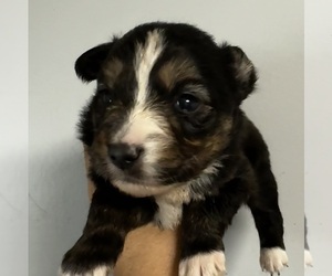 Miniature Australian Shepherd Puppy for sale in COVINGTON, PA, USA