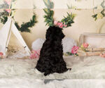 Small Photo #12 YorkiePoo Puppy For Sale in WARSAW, IN, USA