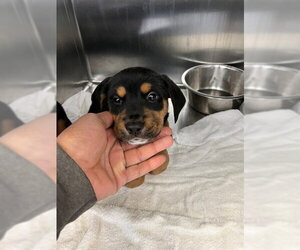 Rottweiler-Unknown Mix Dogs for adoption in Fayetteville, NC, USA