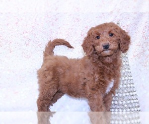 Goldendoodle (Miniature) Puppy for sale in MARIETTA, GA, USA