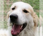Small #2 Great Pyrenees