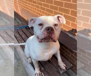 American Bulldog Dogs for adoption in Toronto, Ontario, Canada