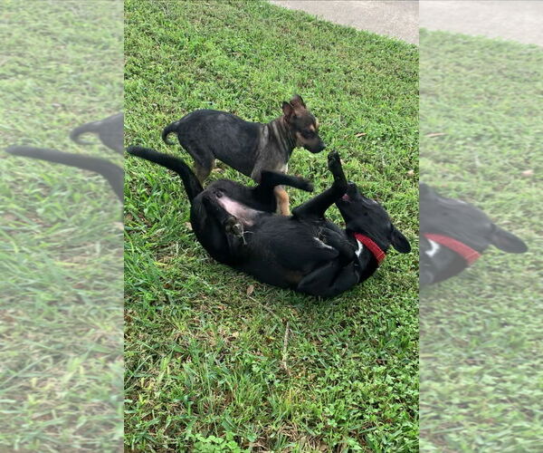 Medium Photo #4 Huskies -Labrador Retriever Mix Puppy For Sale in The Woodlands, TX, USA