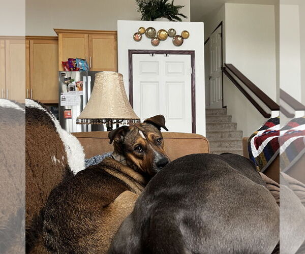 Medium Photo #31 American Pit Bull Terrier-Unknown Mix Puppy For Sale in Fargo, ND, USA