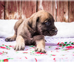 Small Photo #15 Mastiff Puppy For Sale in WAKARUSA, IN, USA