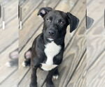 Small #6 Labrador Retriever Mix
