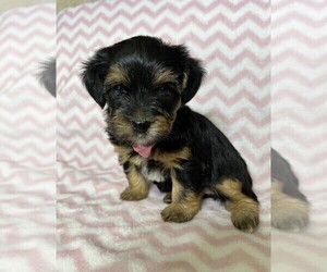 YorkiePoo Puppy for sale in MURFREESBORO, TN, USA