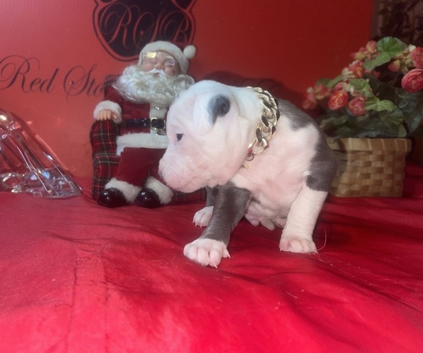 Medium Photo #3 American Pit Bull Terrier Puppy For Sale in TRENTON, NJ, USA