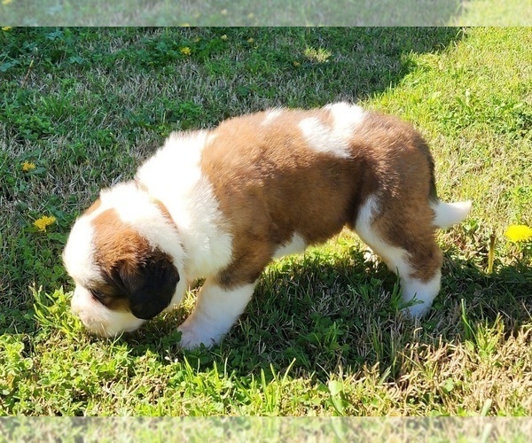 Medium Photo #20 Saint Bernard Puppy For Sale in TURLOCK, CA, USA
