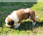 Small Photo #20 Saint Bernard Puppy For Sale in TURLOCK, CA, USA