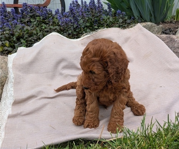 Medium Photo #43 Irish Doodle Puppy For Sale in GOSHEN, IN, USA