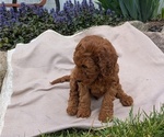 Small Photo #43 Irish Doodle Puppy For Sale in GOSHEN, IN, USA