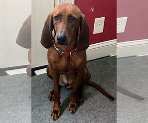 Redbone Coonhound Dogs for adoption in Alexander, AR, USA