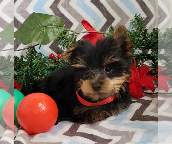 Medium Photo #5 Yorkshire Terrier Puppy For Sale in ARTHUR, IL, USA