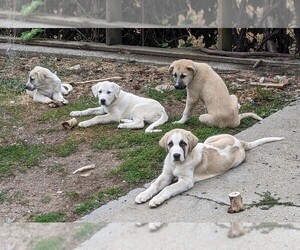 Anatolian Shepherd-Kangal Dog Mix Puppy for sale in POST FALLS, ID, USA