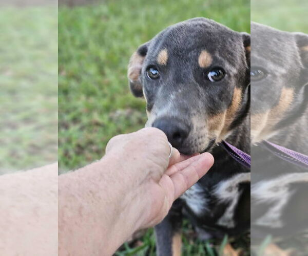Medium Photo #2 Feist Terrier-Unknown Mix Puppy For Sale in Wakefield, RI, USA
