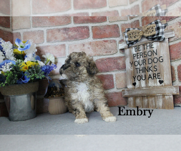 Medium Photo #8 Poodle (Miniature) Puppy For Sale in CHANUTE, KS, USA