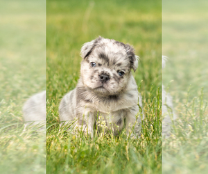 French Bulldog Puppy for sale in SYRACUSE, IN, USA