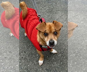 Gonzo - Male Chihuahua-Unknown Mix Dog for Adoption - Photo #2