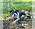 Small American Pit Bull Terrier Mix