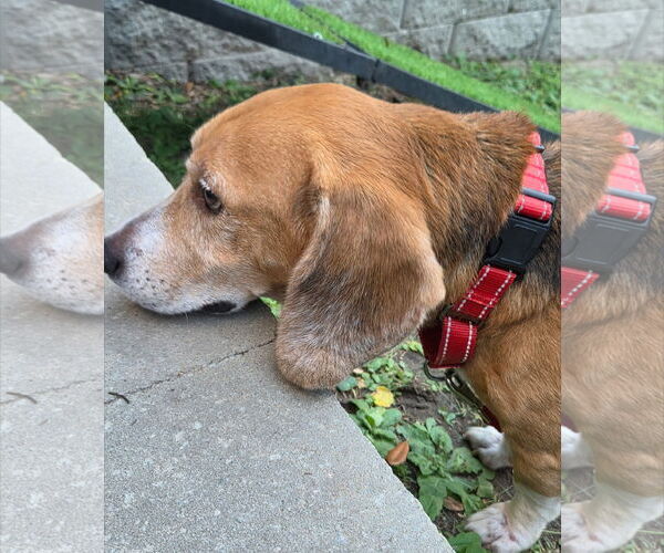 Medium Photo #3 Beagle Puppy For Sale in Dunnellon, FL, USA