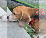 Small #2 Beagle