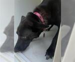 Small Labrador Retriever Mix