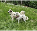 Small #4 Great Pyrenees Mix