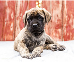 Puppy Malcom Mastiff