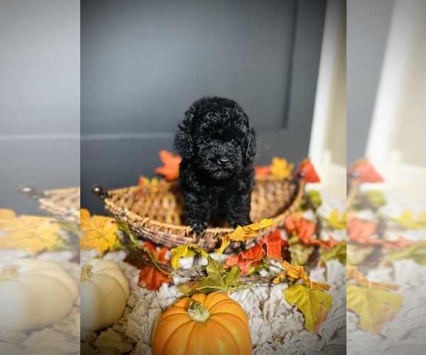 Medium Photo #6 Poodle (Toy) Puppy For Sale in CROSSVILLE, TN, USA