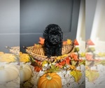Small #5 Poodle (Toy)