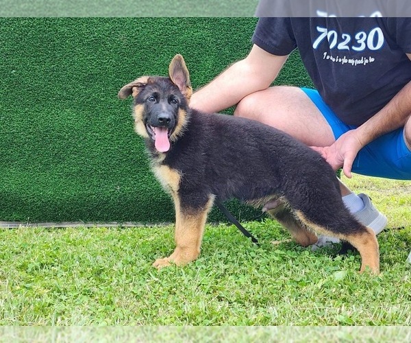 Medium Photo #2 German Shepherd Dog Puppy For Sale in LOUISVILLE, KY, USA