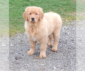 Golden Retriever Puppy for sale in FREDERICKSBG, OH, USA