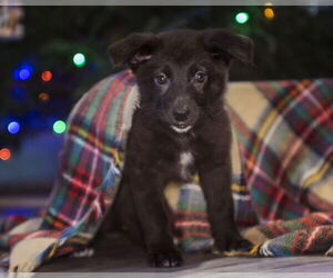Lydia - Female Shepradors Dog for Adoption - Photo #11