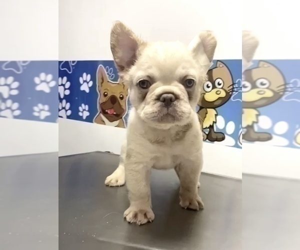 Medium Photo #6 French Bulldog Puppy For Sale in HOUSTON, TX, USA