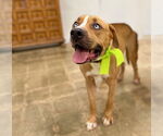 Small #3 Boxer-Mastiff Mix