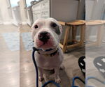 Small #10 American Pit Bull Terrier