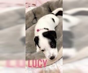 Mutt Dogs for adoption in New York, NY, USA