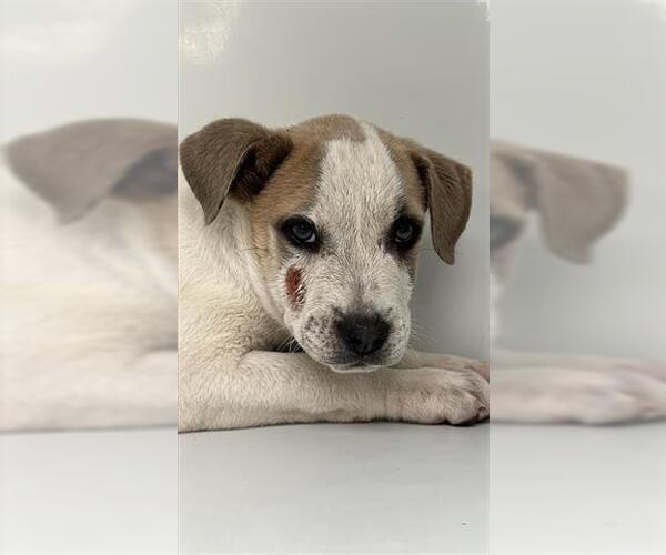Medium Photo #1 Mutt Puppy For Sale in Houston, TX, USA