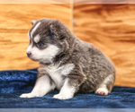 Small #10 Pomsky