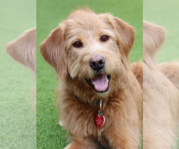 Medium Photo #5 Goldendoodle Puppy For Sale in Glendale , AZ, USA