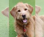 Small #4 Goldendoodle