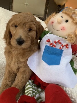 Medium Photo #4 Goldendoodle-Poodle (Standard) Mix Puppy For Sale in RICHMOND, IL, USA