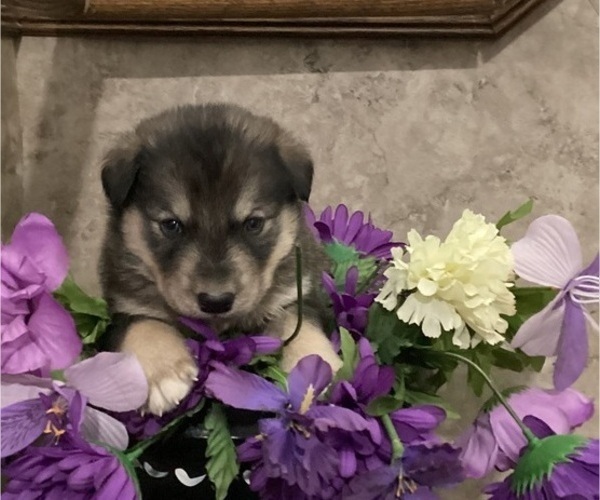 Medium Photo #4 Goberian Puppy For Sale in LOYAL, WI, USA